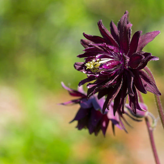 Kirigami Red and White Columbine seeds
