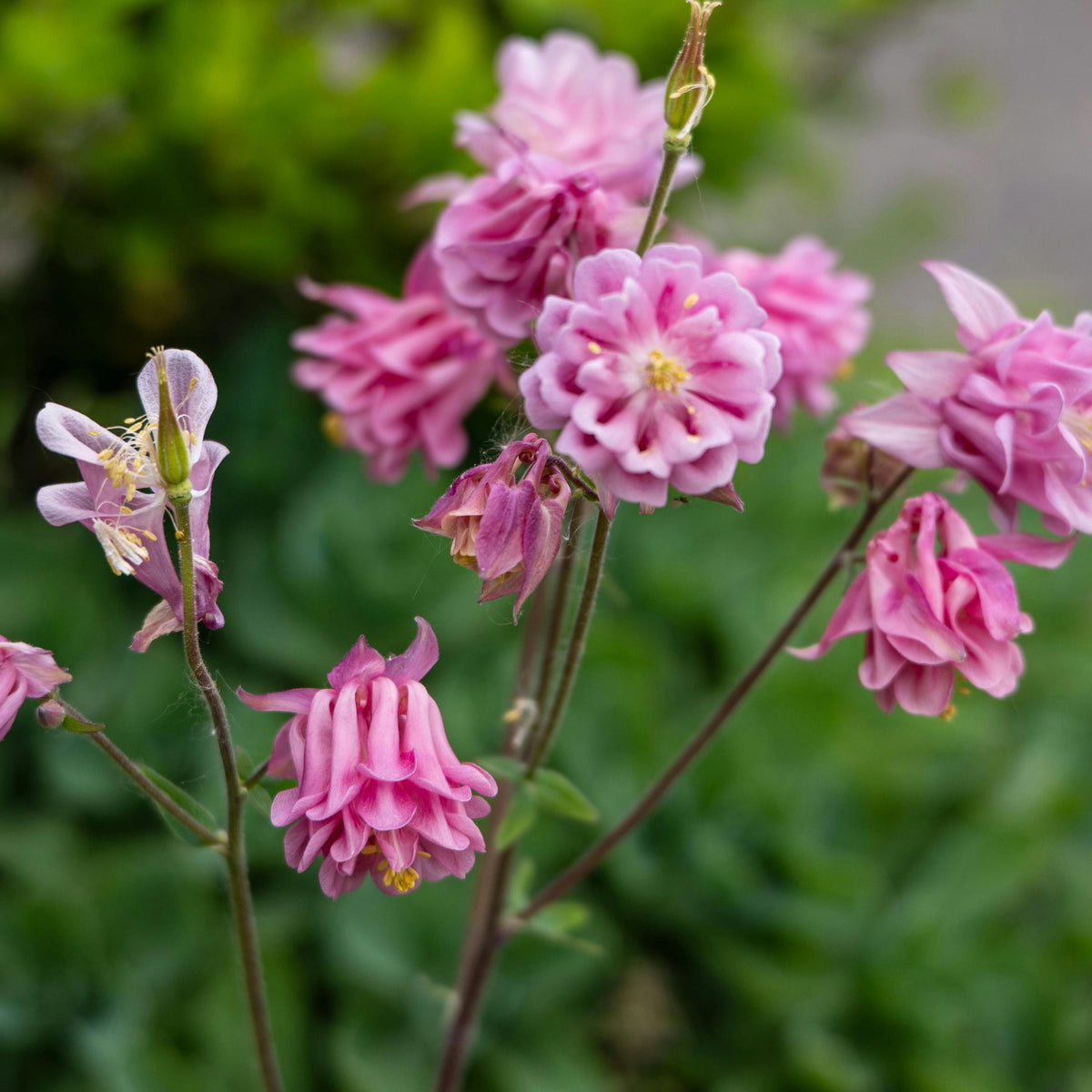 Pink Petticoat Columbine seeds