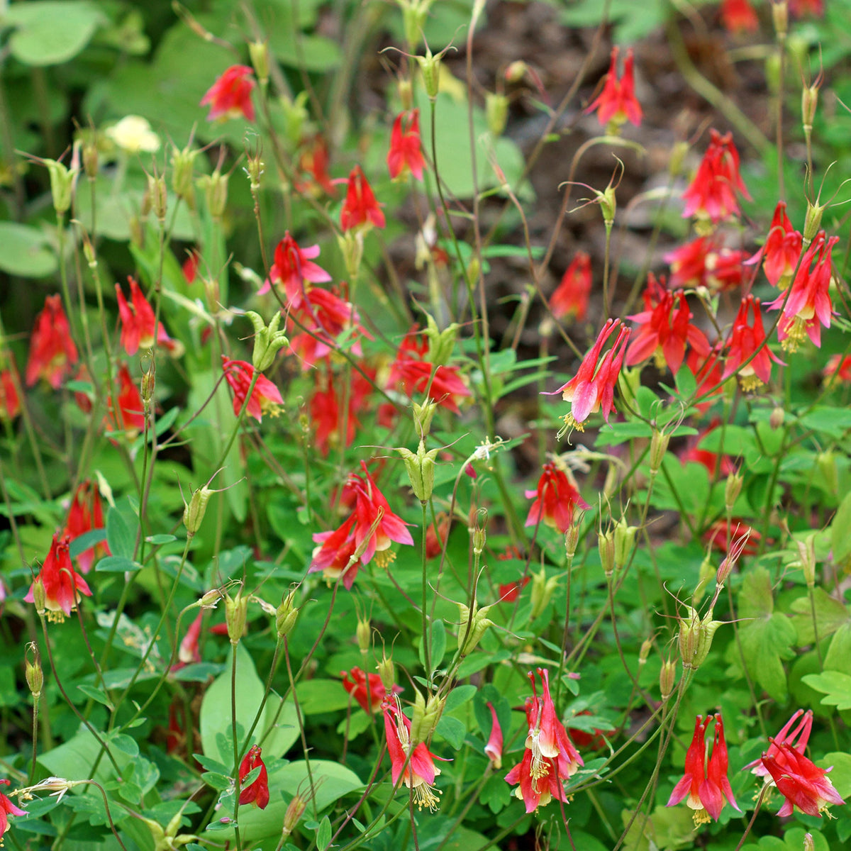 Eastern Red Columbine seeds
