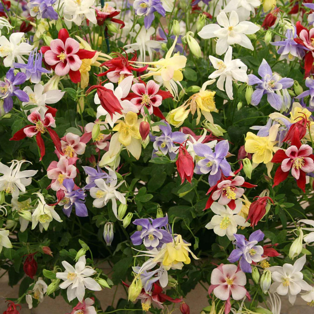 McKana Giant Mix Columbine seeds