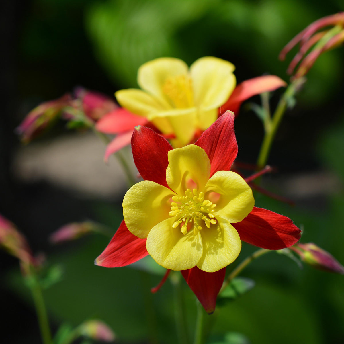 Red and Yellow Columbine 'Crimson Star', Aquilegia seeds