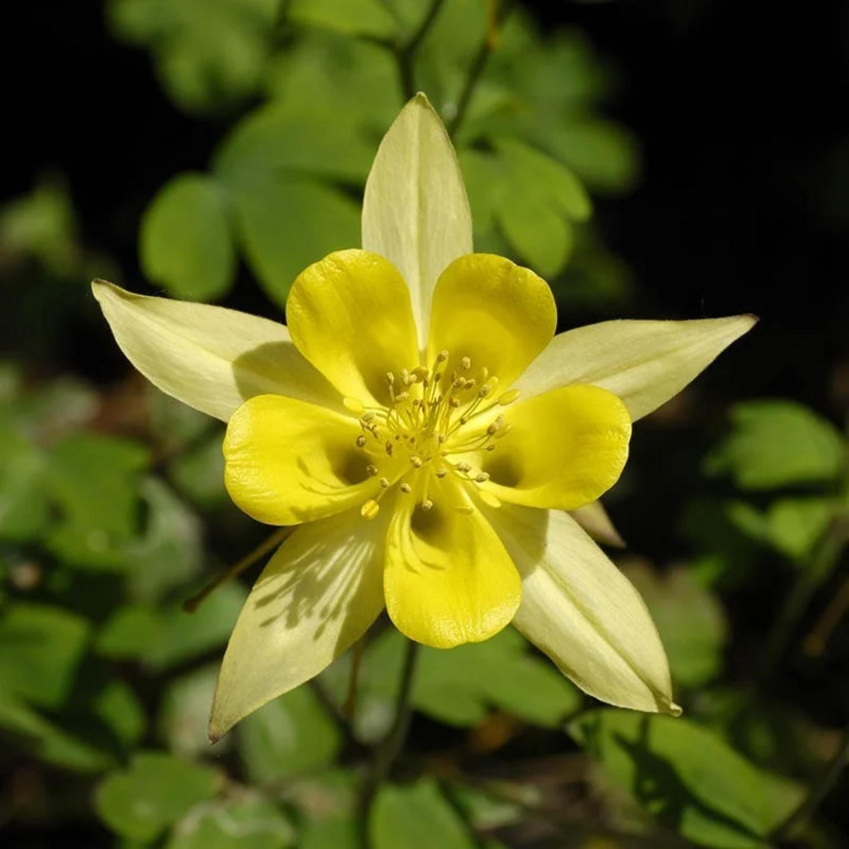 Aquilegia chrysantha 'Yellow Queen' seeds