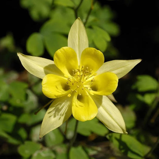 Aquilegia chrysantha 'Yellow Queen' seeds