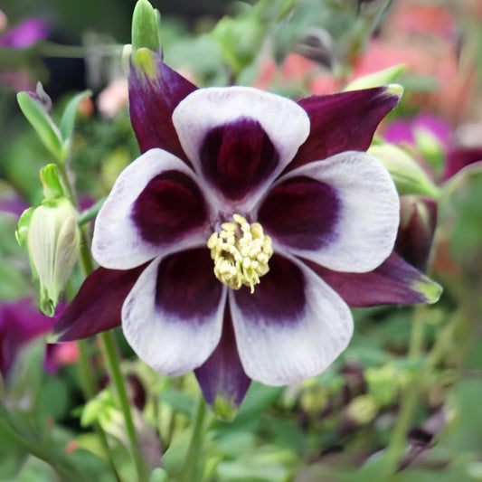 Aquilegia vulgaris Magpie Columbine seeds