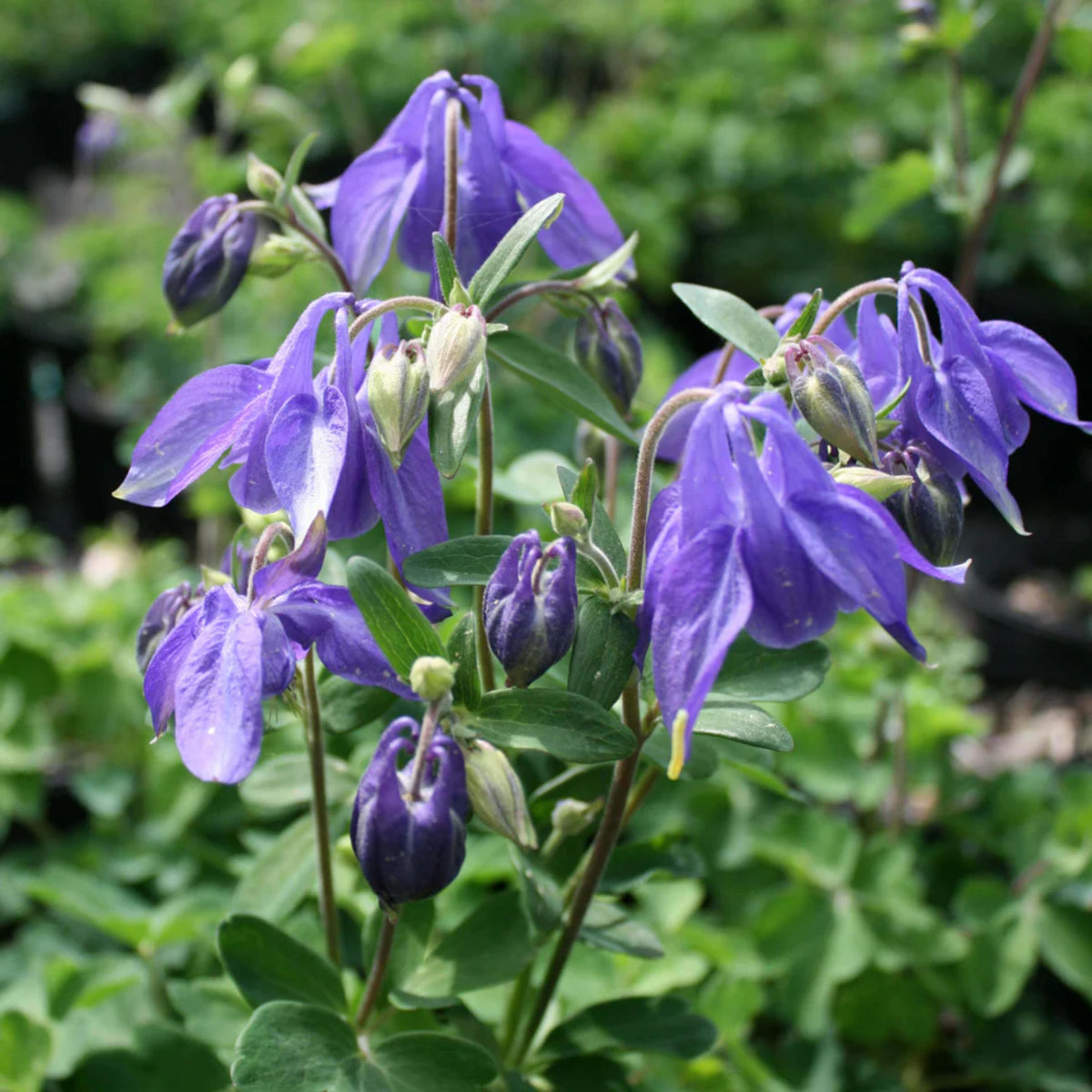 Aquilegia Alpine Columbine seeds