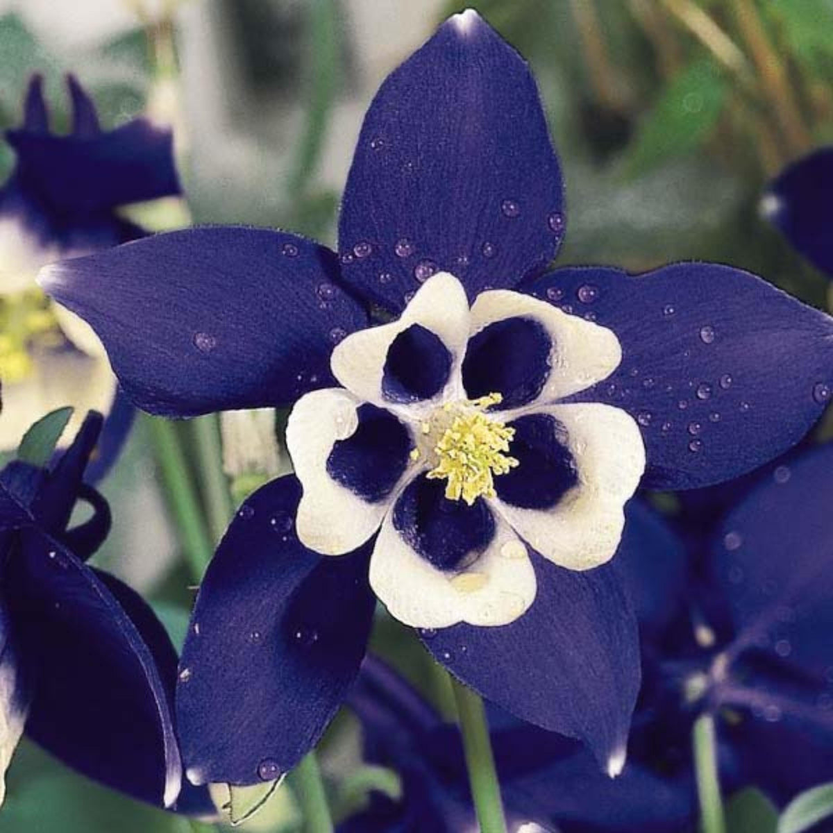 Aquilegia Spring Magic Navy White Columbine seeds
