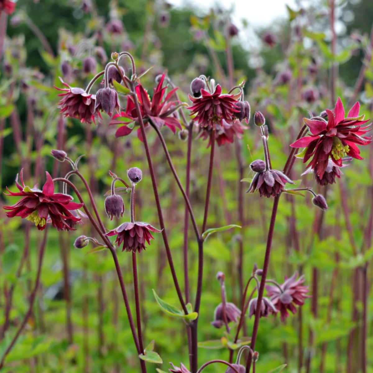 Aquilegia Bordeaux Barlow Columbine seeds