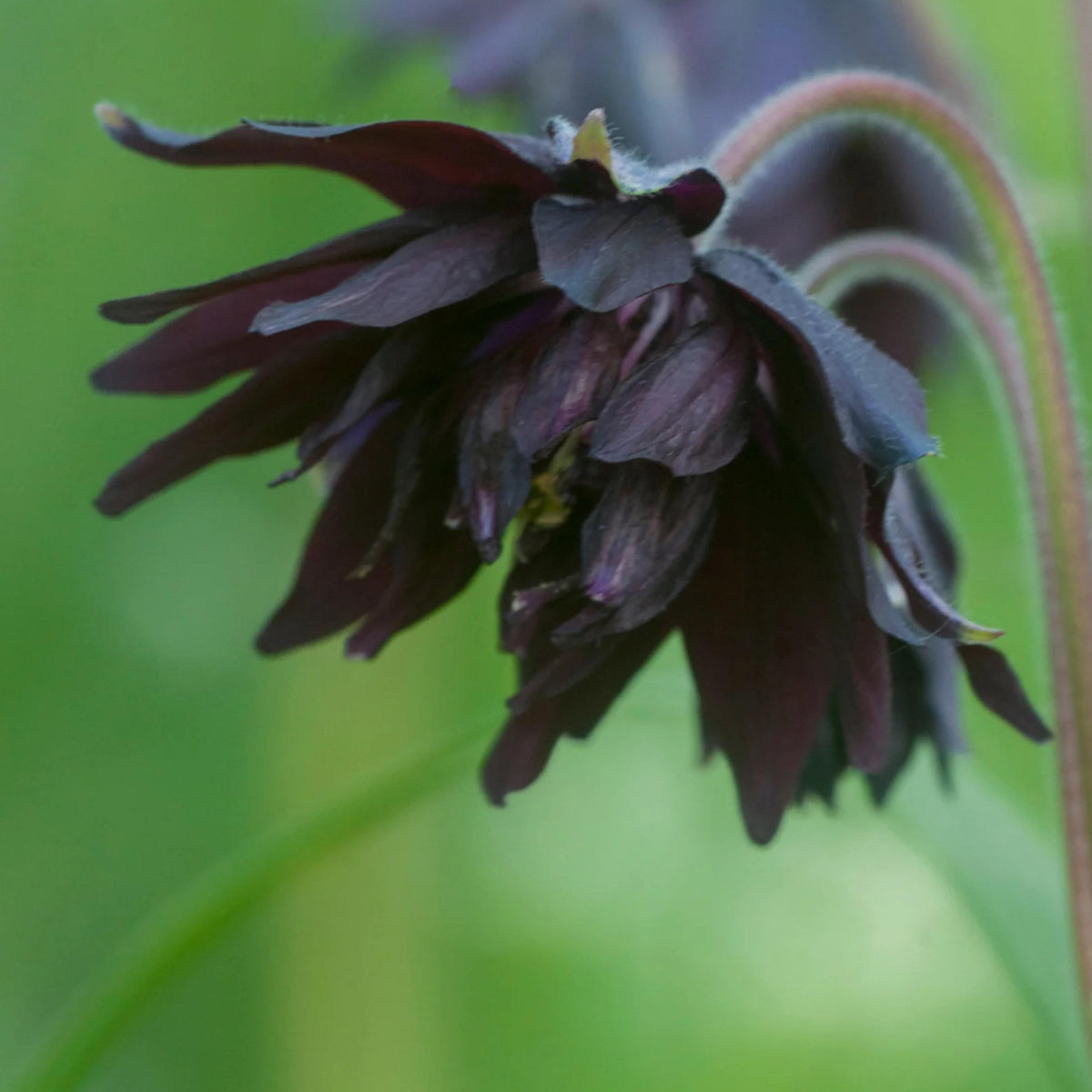 Black Barlow Columbine seeds