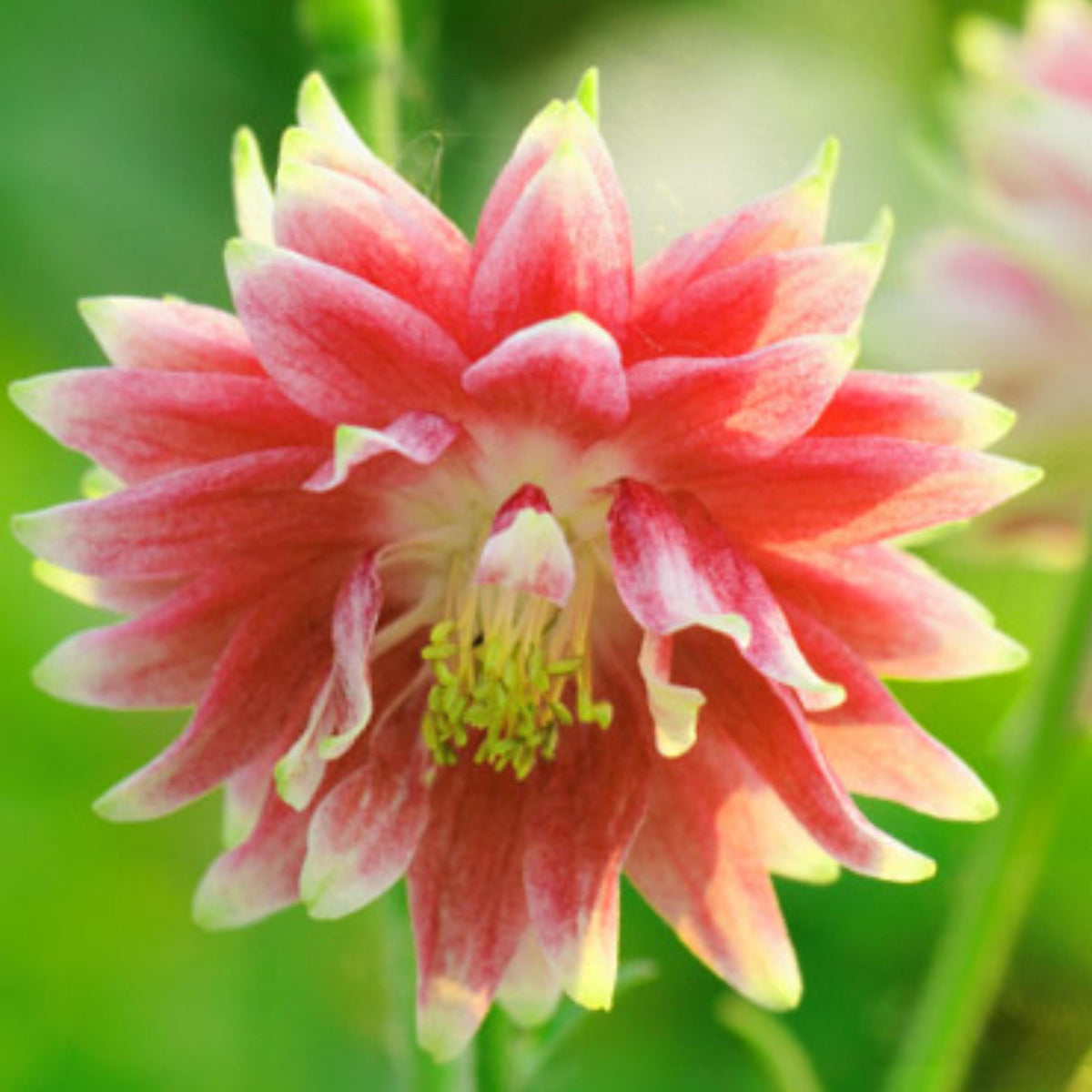 Nora Barlow Columbine seeds