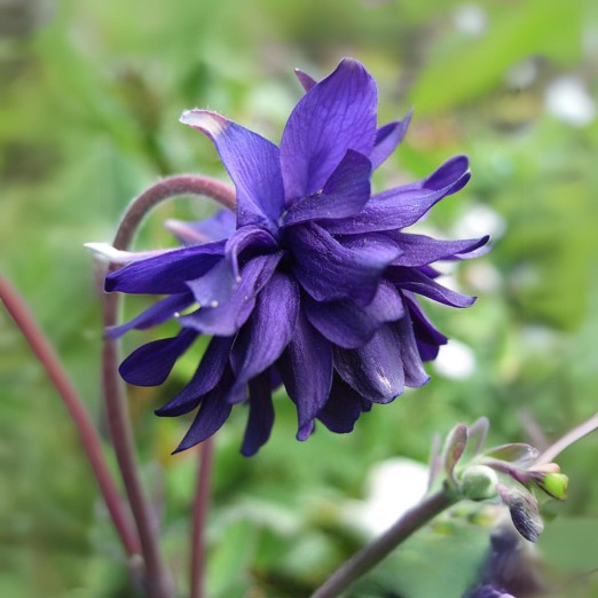 Aquilegia Blue Barlow Columbine seeds