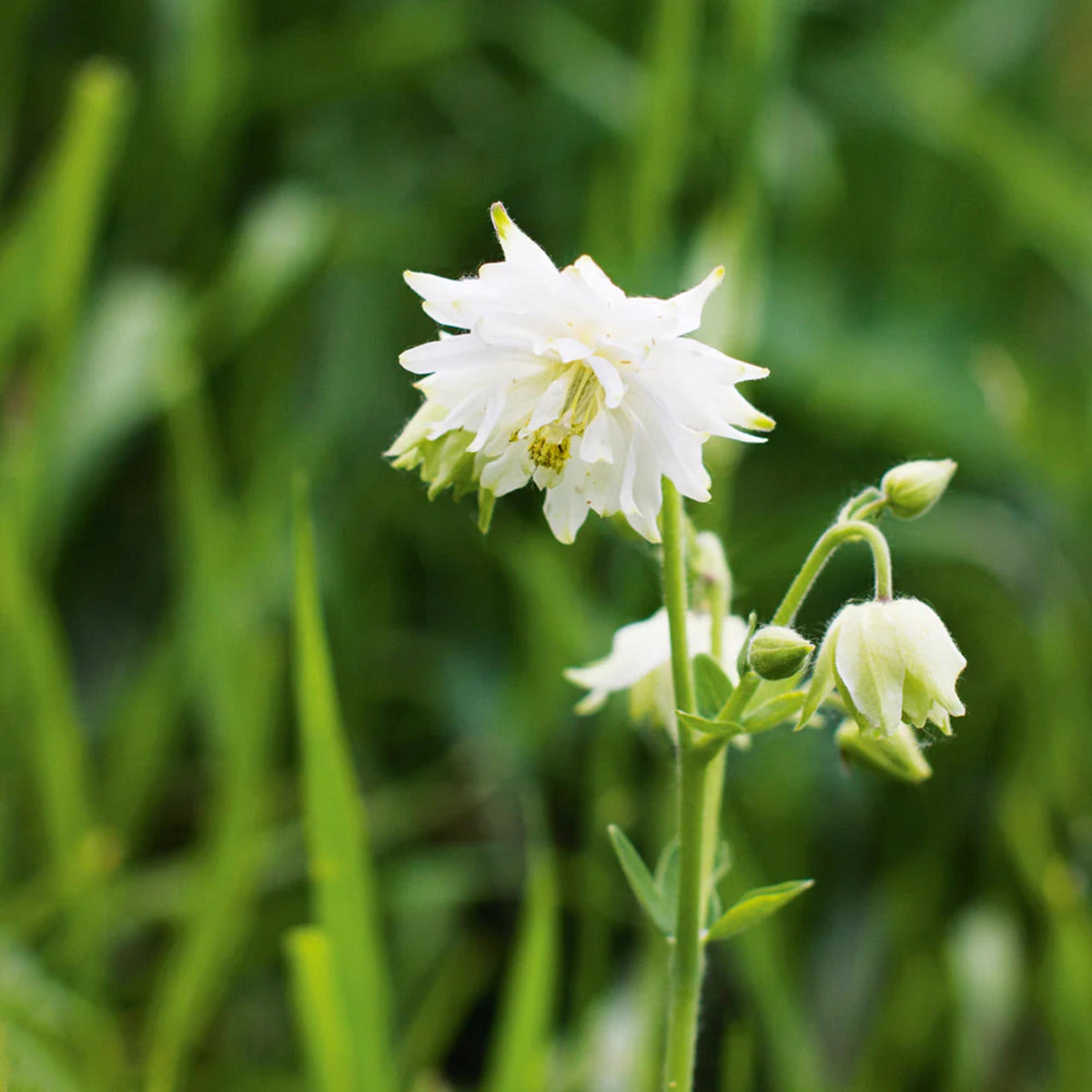 Aquilegia Vulgaris White Barlow Columbine seeds
