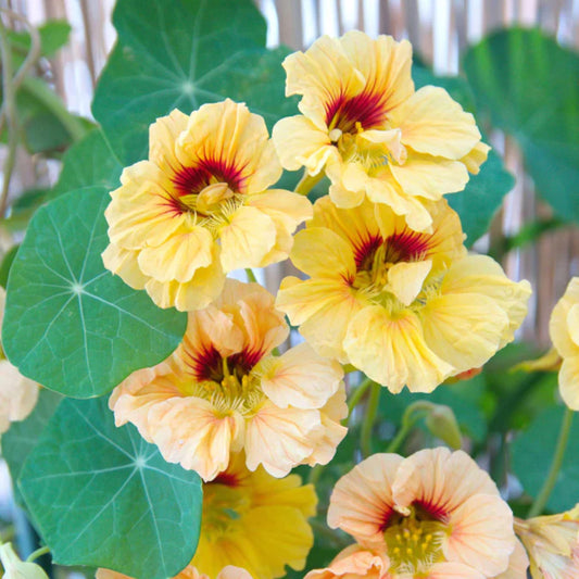 Peach Melba Nasturtium seeds
