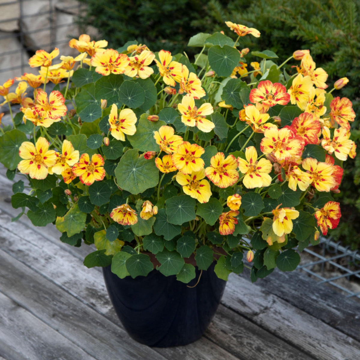 Ice Cream Sundae Nasturtium seeds