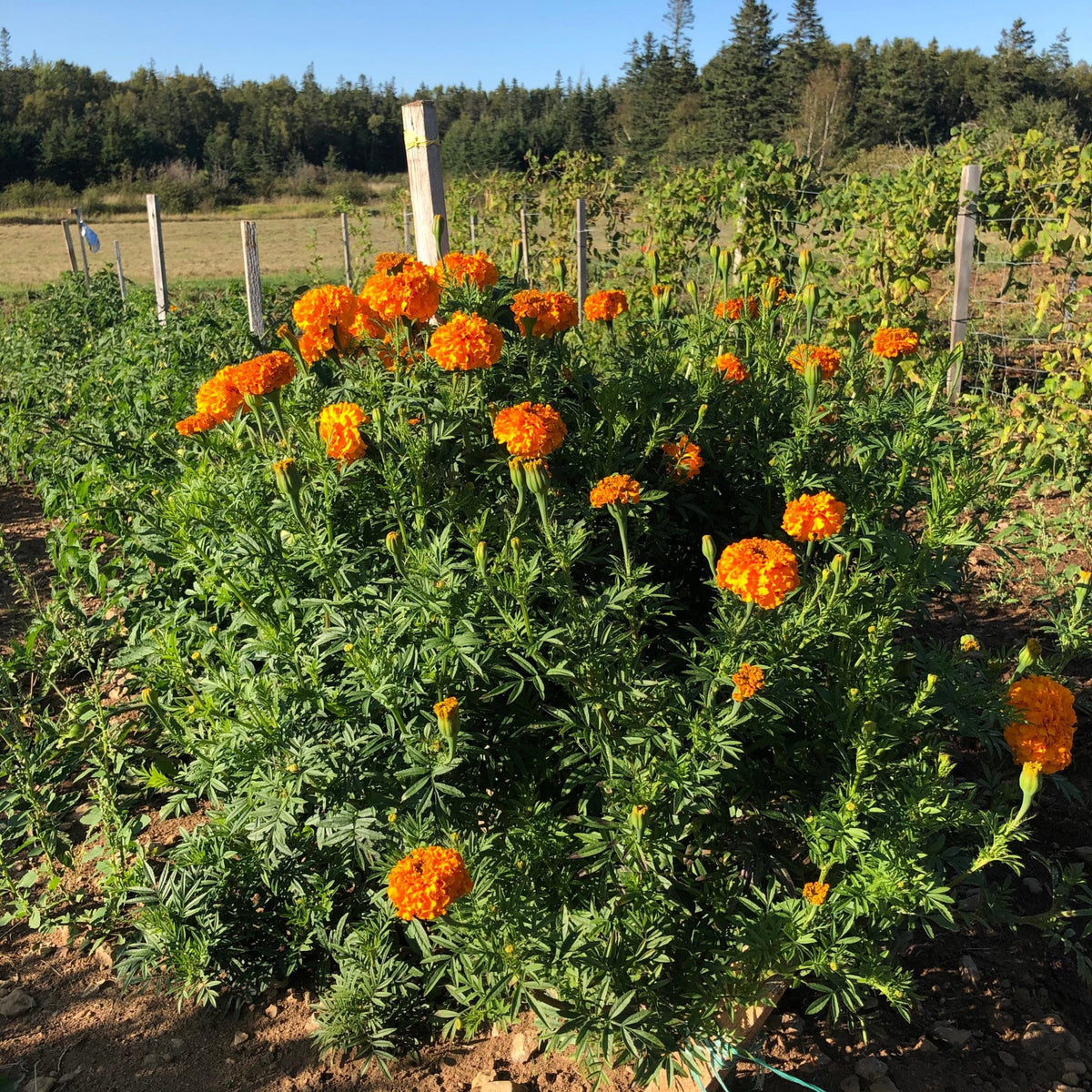 Crackerjack Marigold seeds