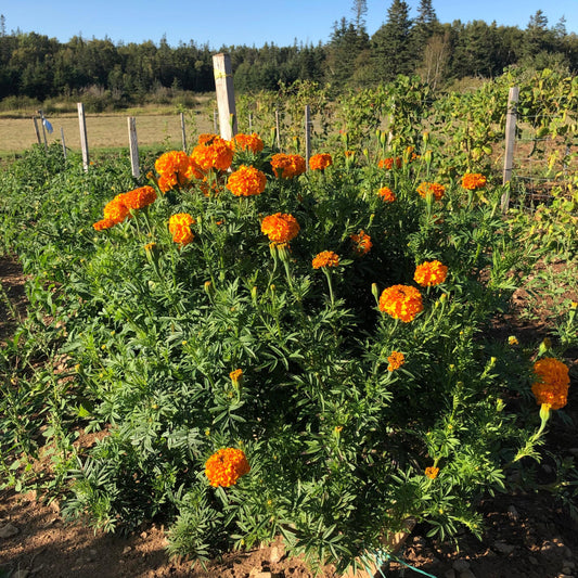 Crackerjack Marigold seeds