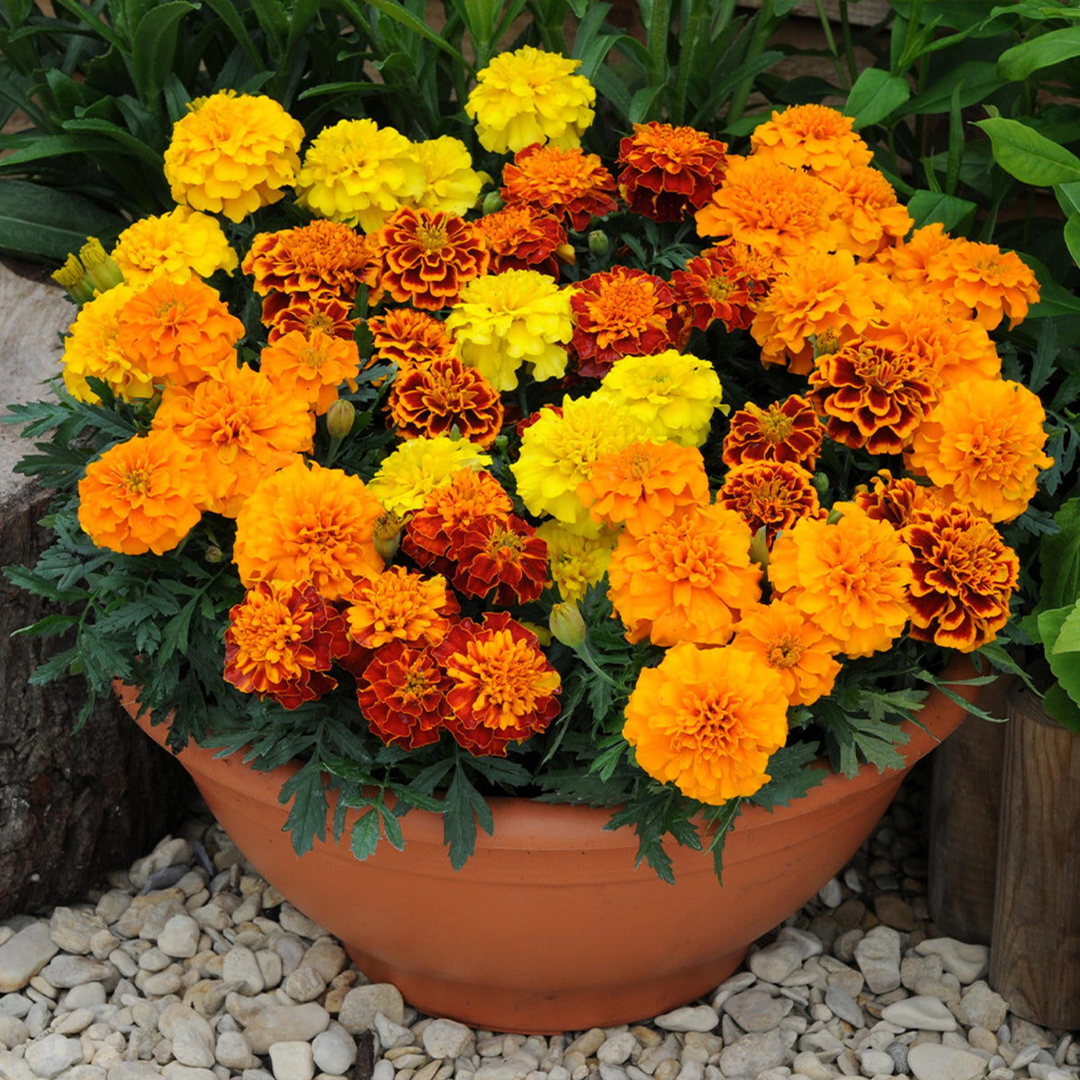 Bonanza Mix Marigold seeds