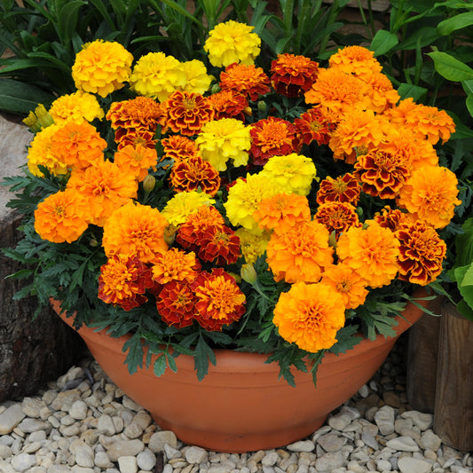 Bonanza Mix Marigold seeds