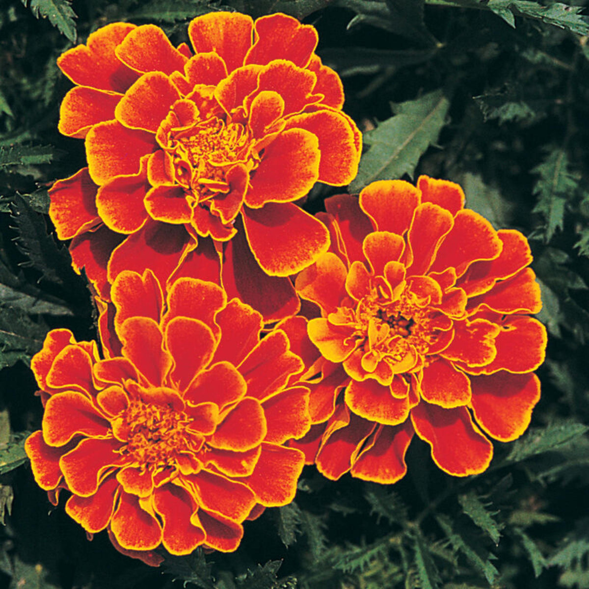 Queen Sophia Marigold seeds