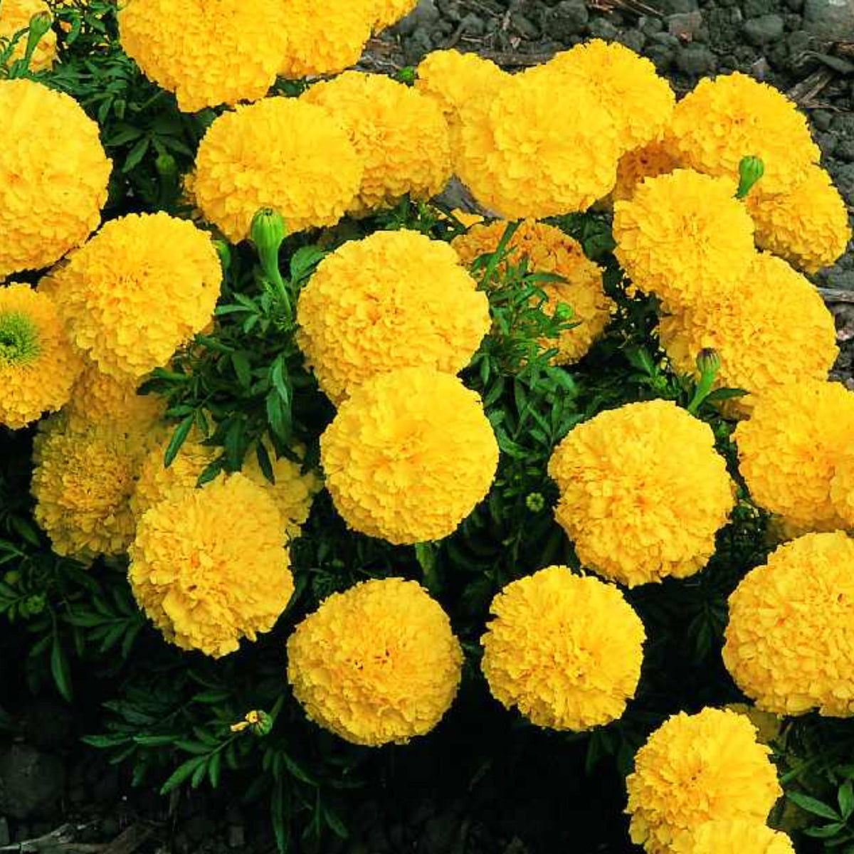 Inca II Yellow Marigold seeds