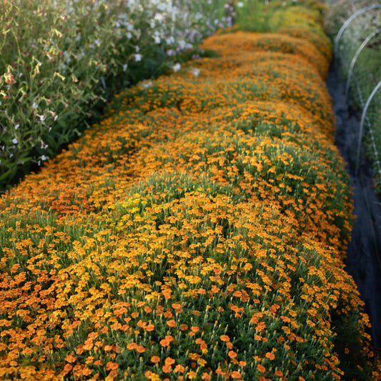 Tangerine Gem Marigold seeds