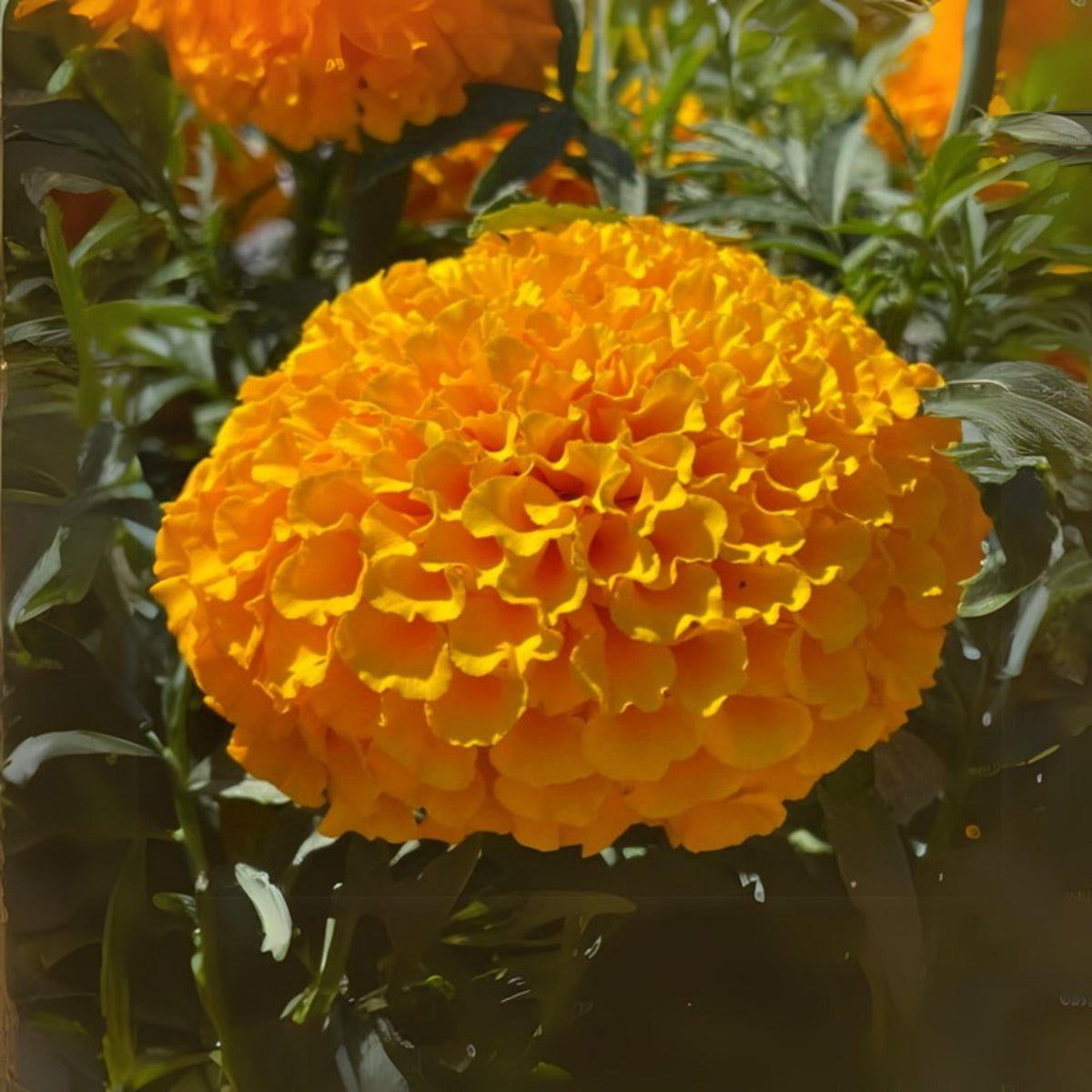 Marvel II Orange Marigold seeds