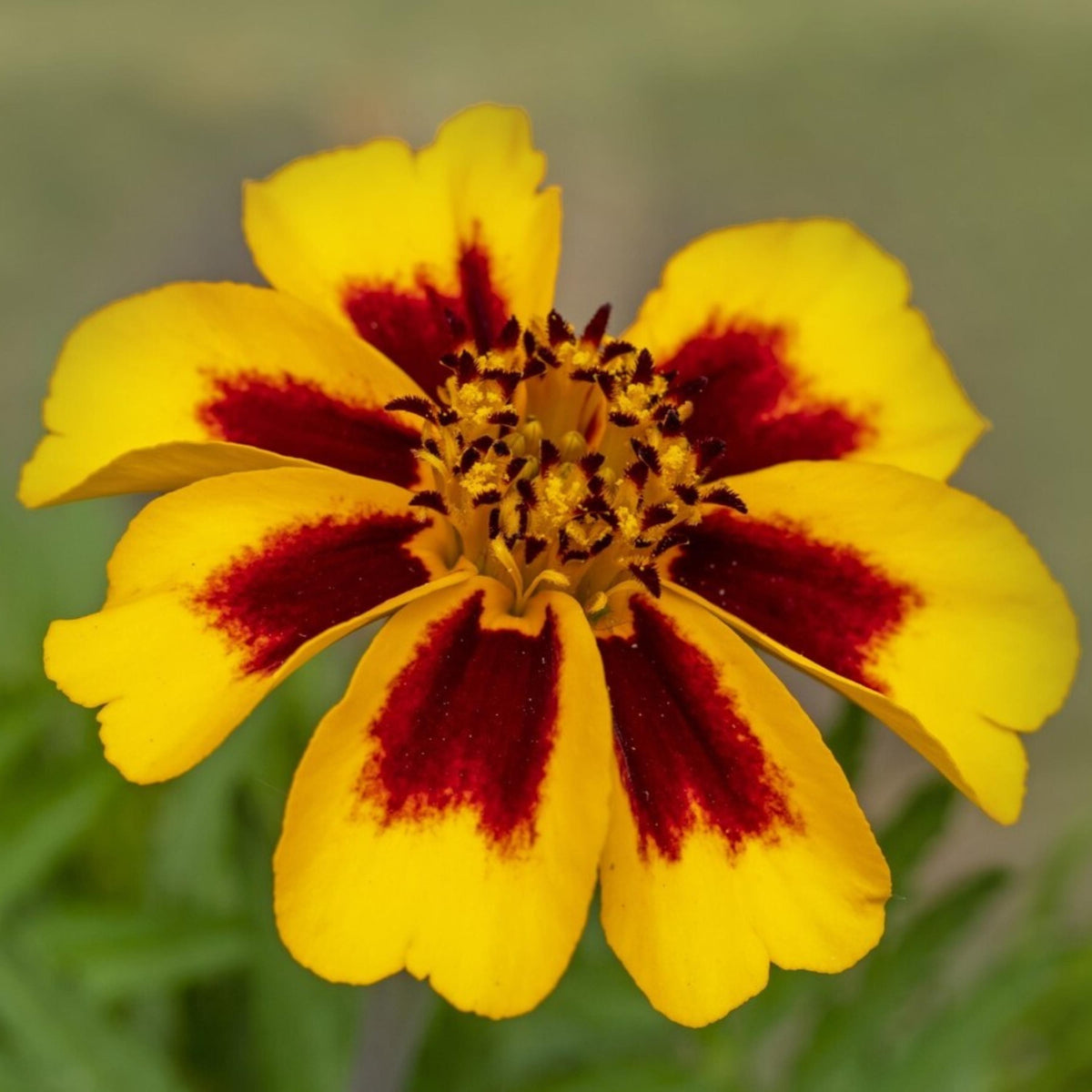 Naughty Marietta Marigold seeds
