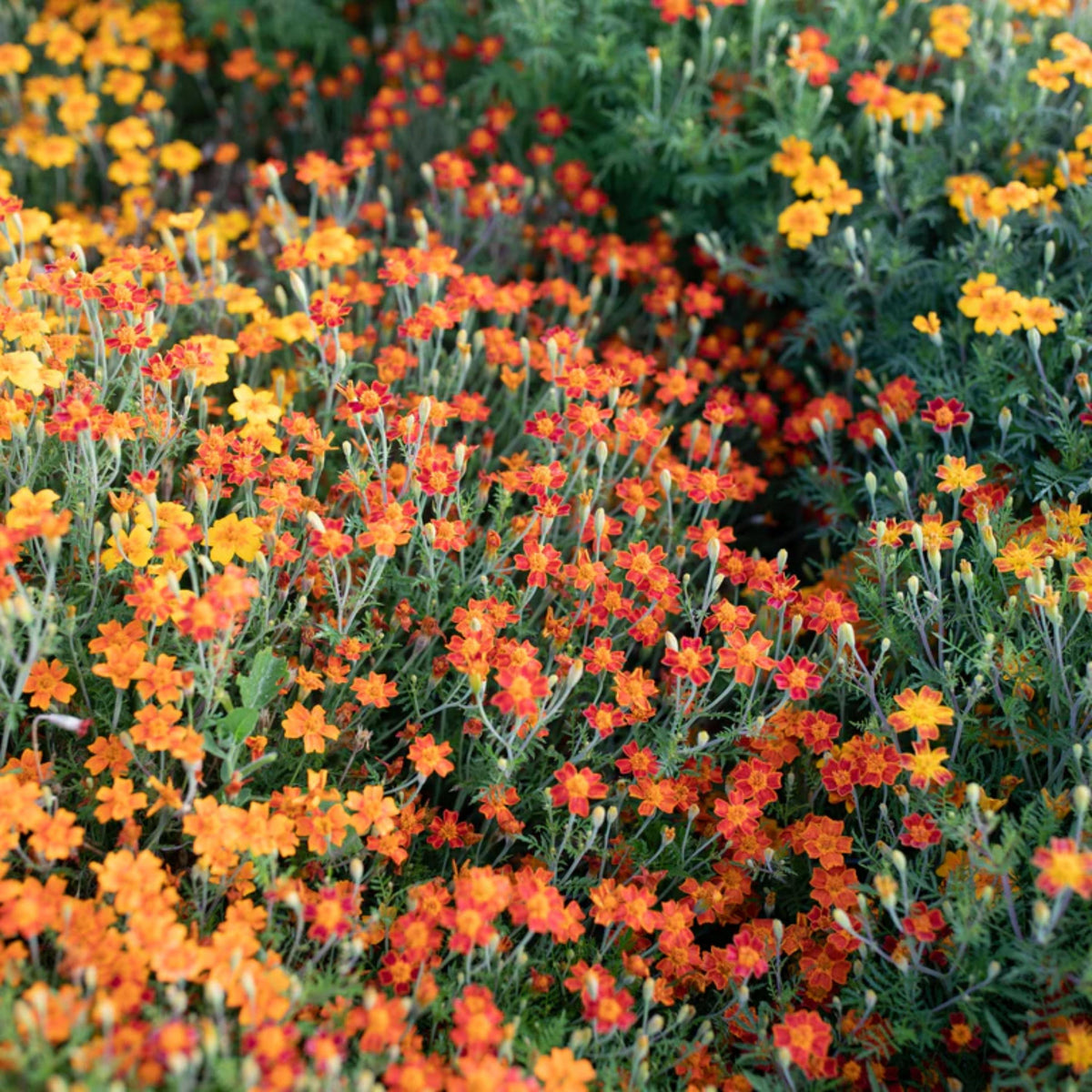 Red Gem Marigold seeds