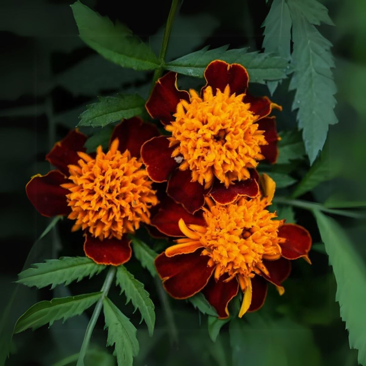 Orange Flame Marigold seeds