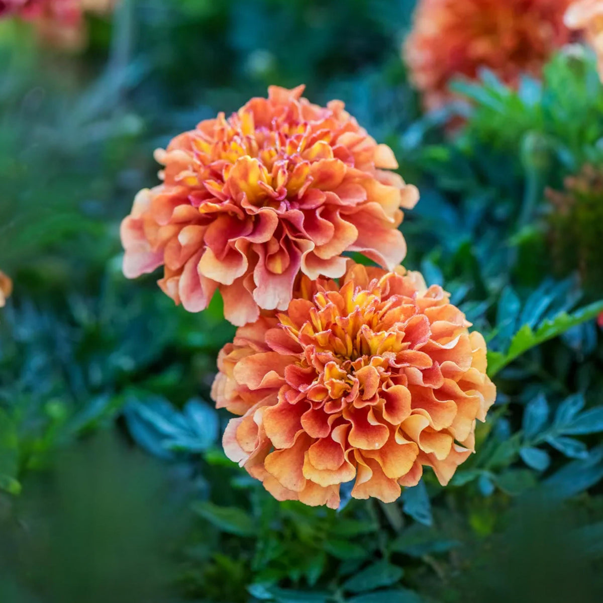 Marigold Strawberry Blonde seeds