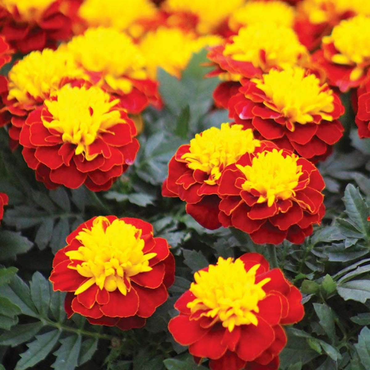 French Marigold Super Hero Spry seeds