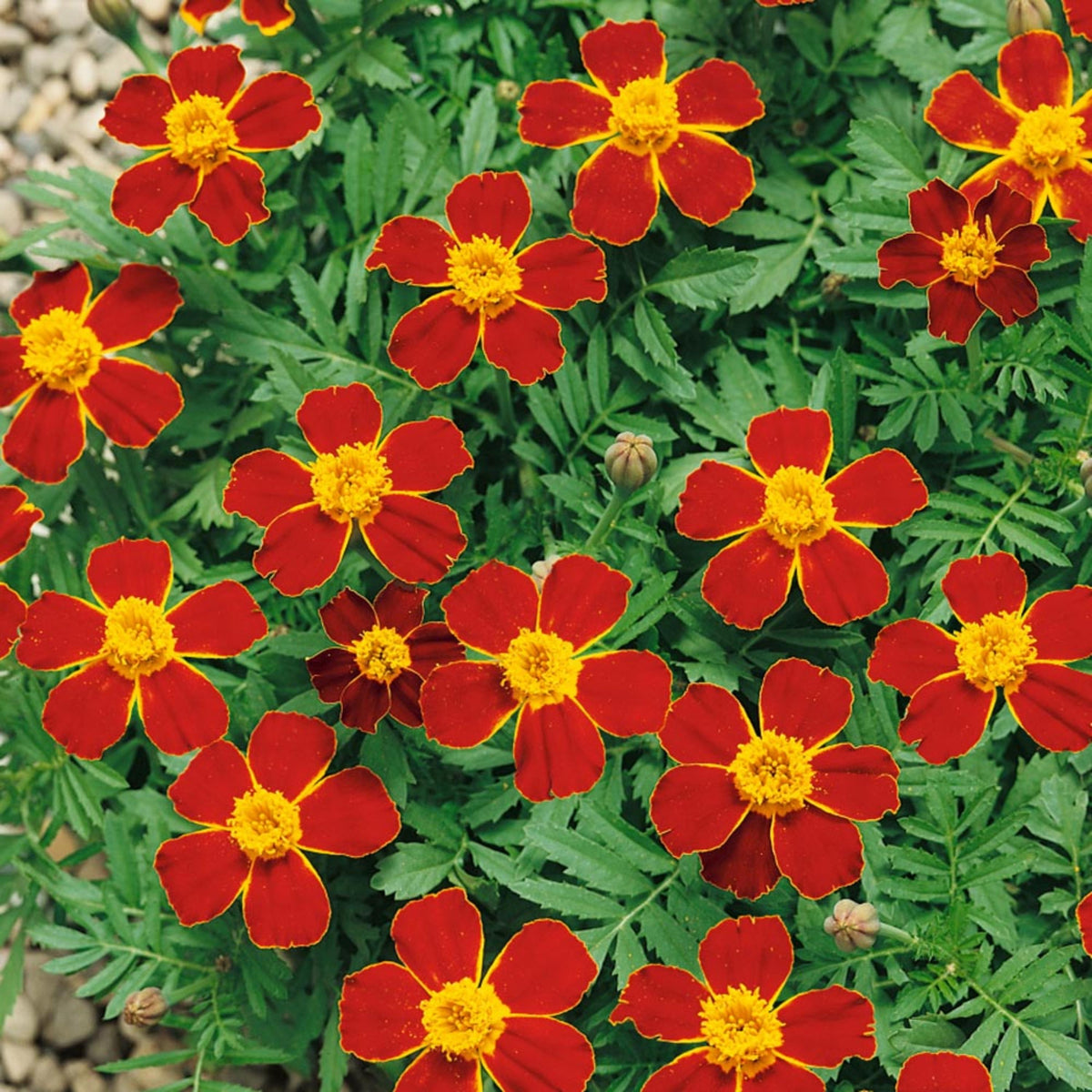 Disco Red Marigold (Tagetes patula) seeds
