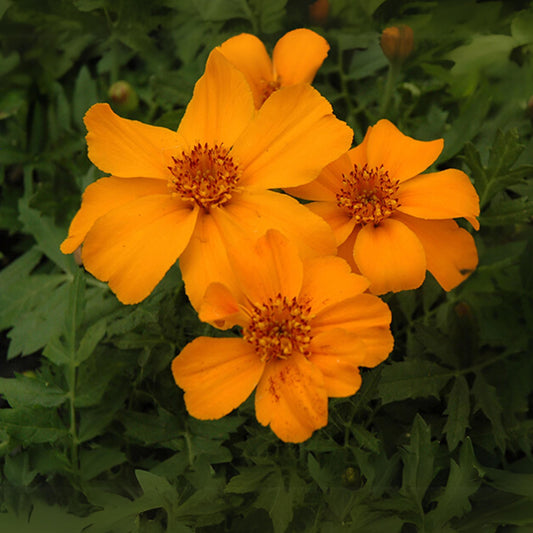 Disco Orange Marigold (Tagetes patula) seeds