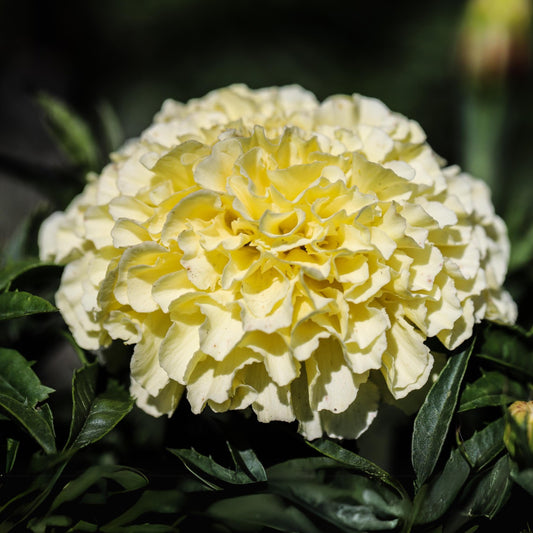 Kilimanjaro African Marigold seeds