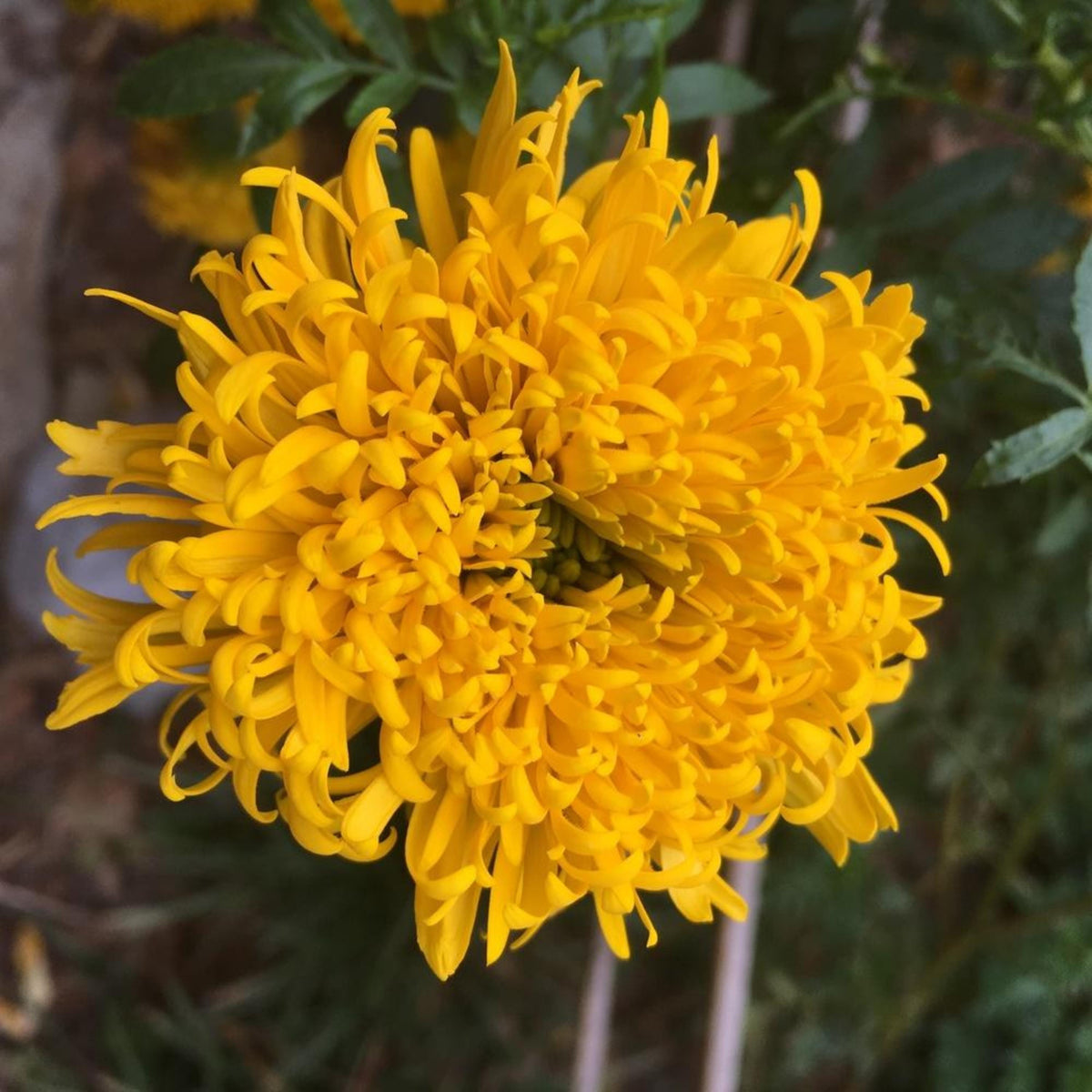 Mission Giant Yellow Marigold seeds