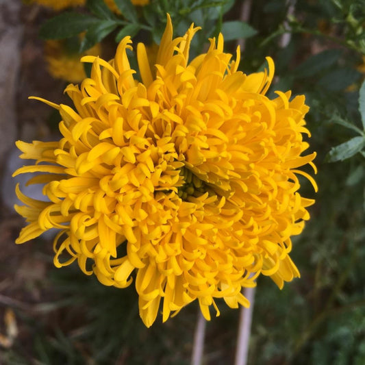 Mission Giant Yellow Marigold seeds