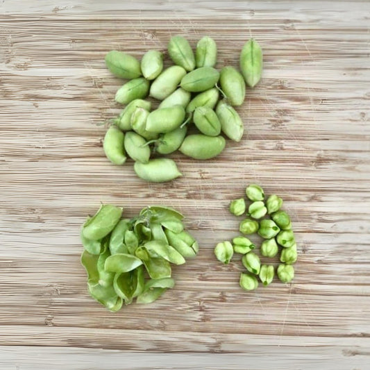 Green Garbanzo Bean (Green Chickpea) seeds