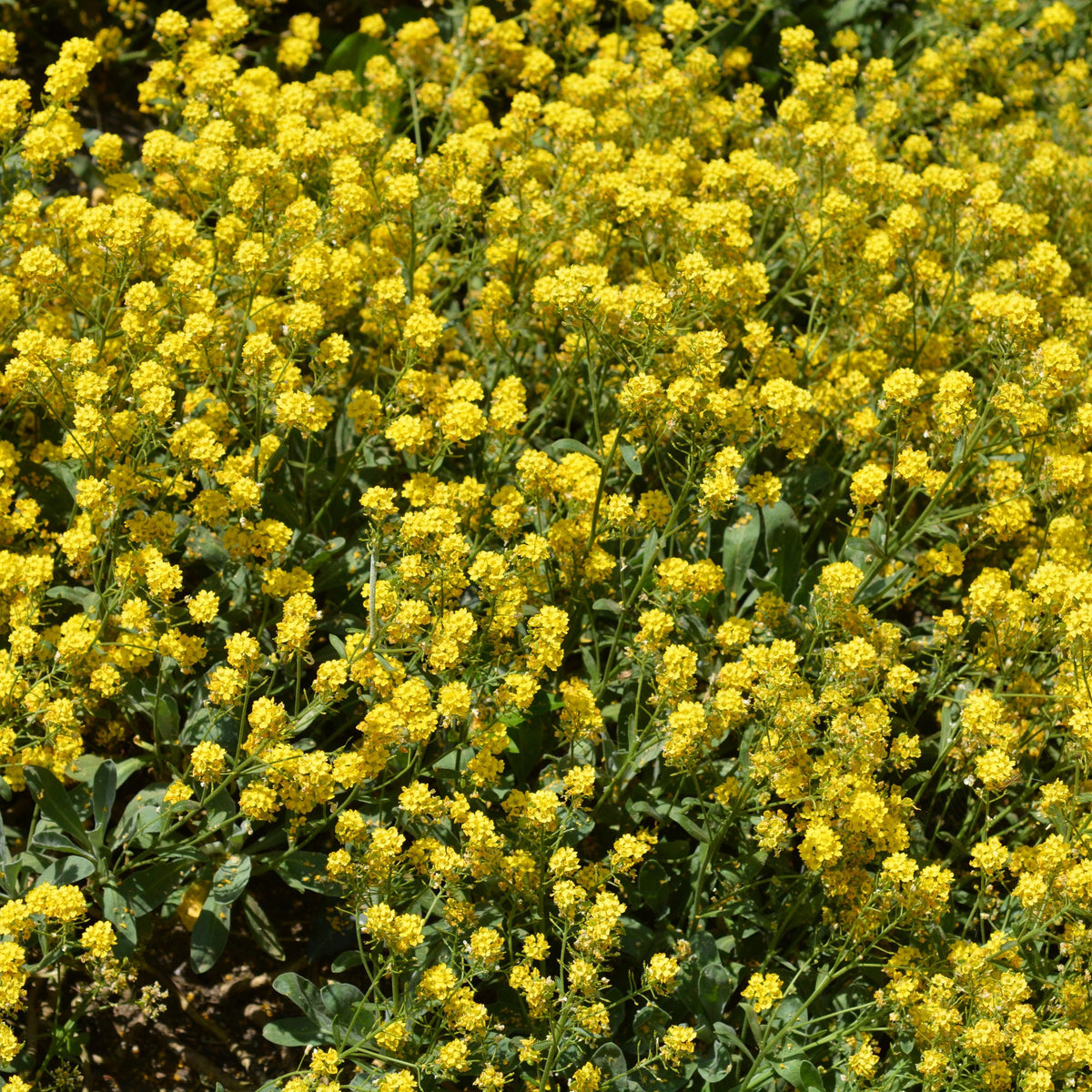 Basket of Gold Alyssum seeds
