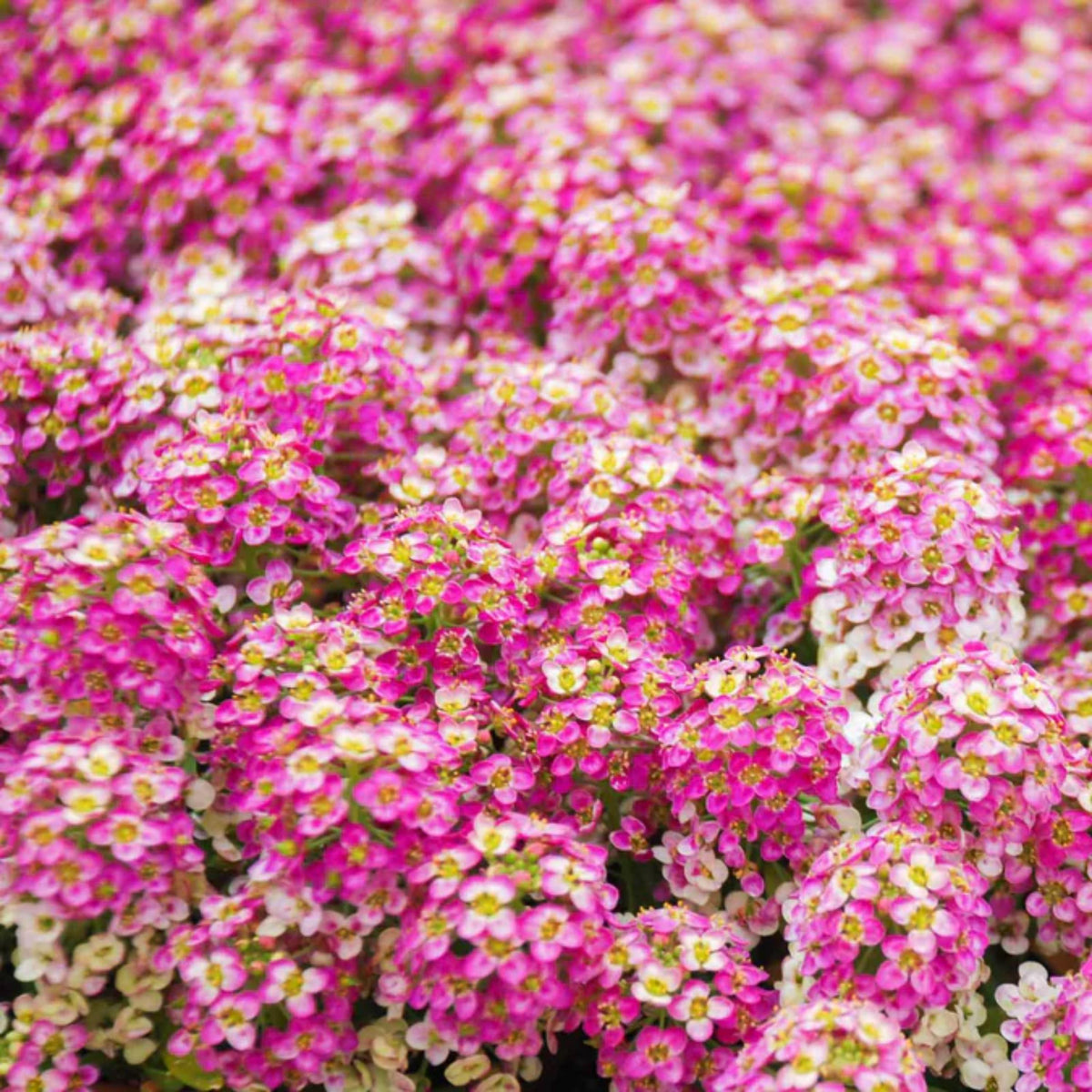 Rosie O'Day Alyssum (Lobularia maritima) seeds