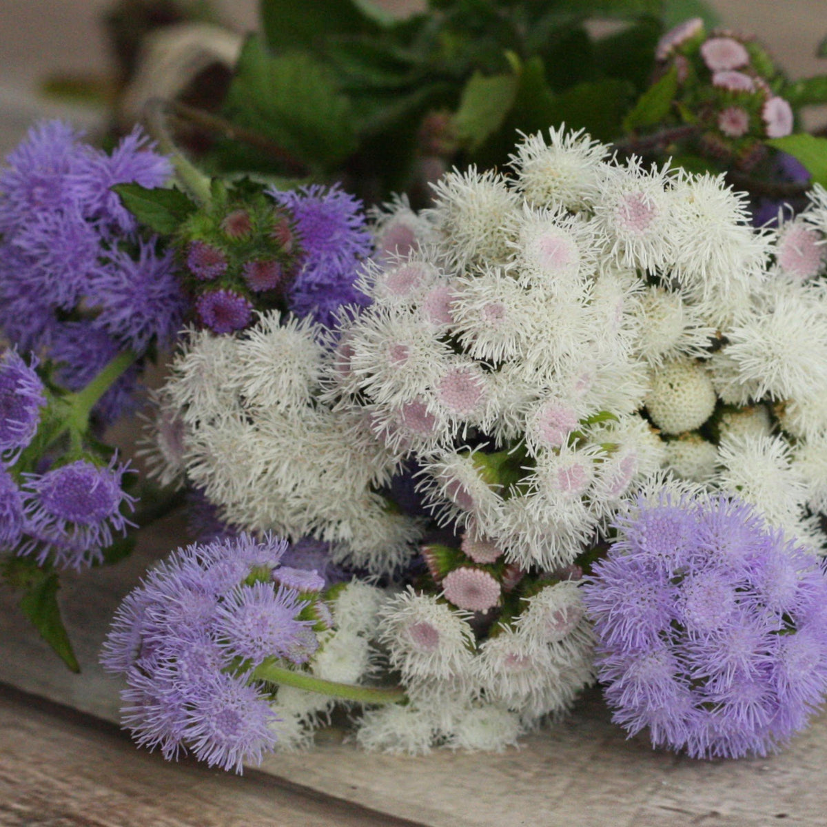 MIX Ageratum seeds