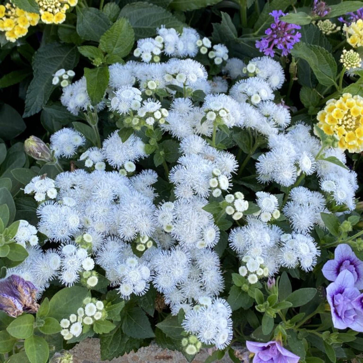 ARTIST Pearl Ageratum seeds