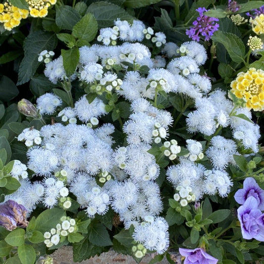 ARTIST Pearl Ageratum seeds