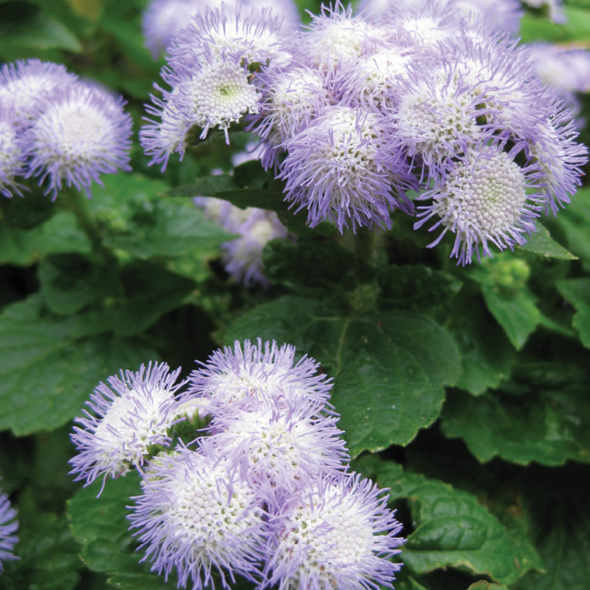 Patina Delft Ageratum Seeds-Potted seeds