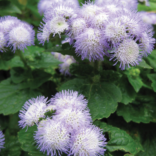 Patina Delft Ageratum Seeds-Potted seeds