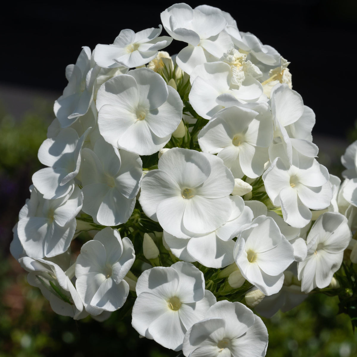 White Hardy Tall Phlox seeds