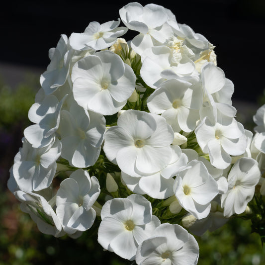 White Hardy Tall Phlox seeds