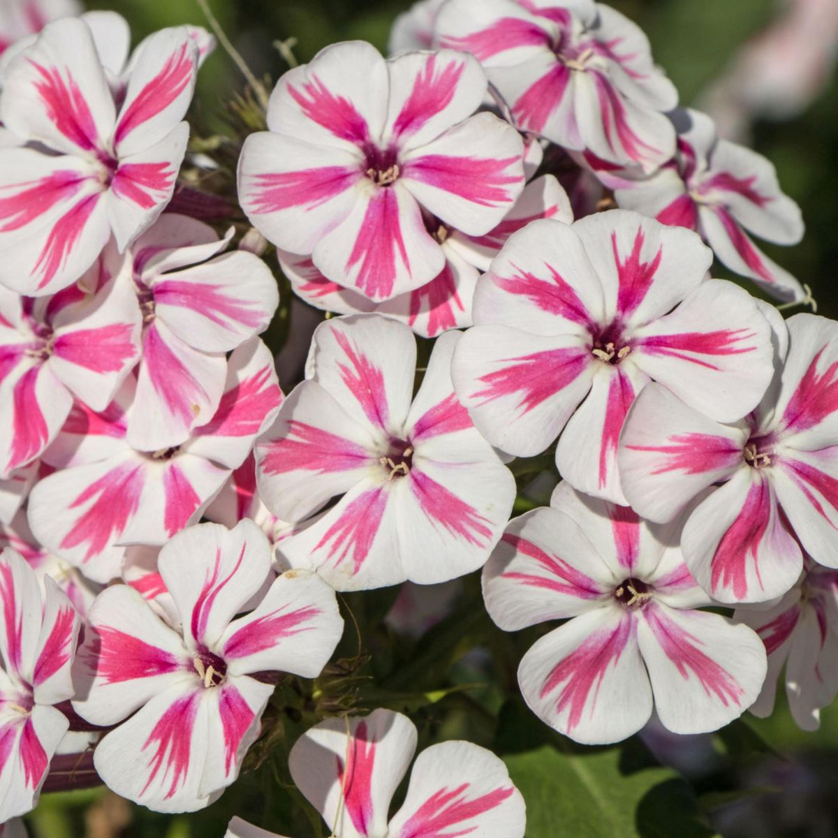 Peppermint Twist Garden Phlox seeds