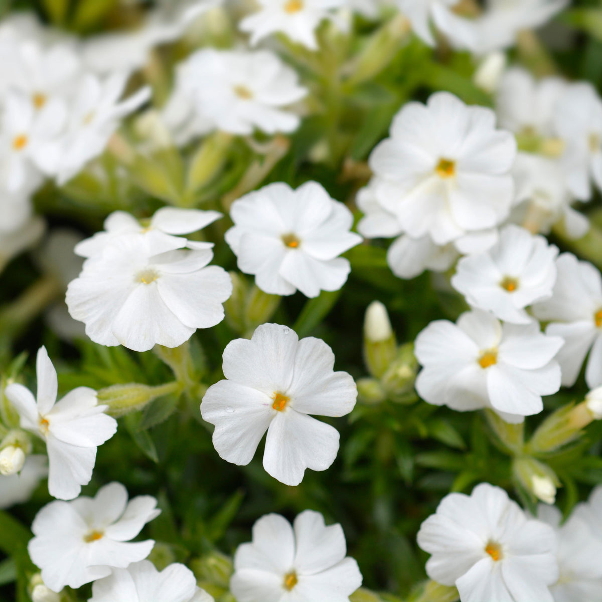 White Delight Creeping Phlox seeds