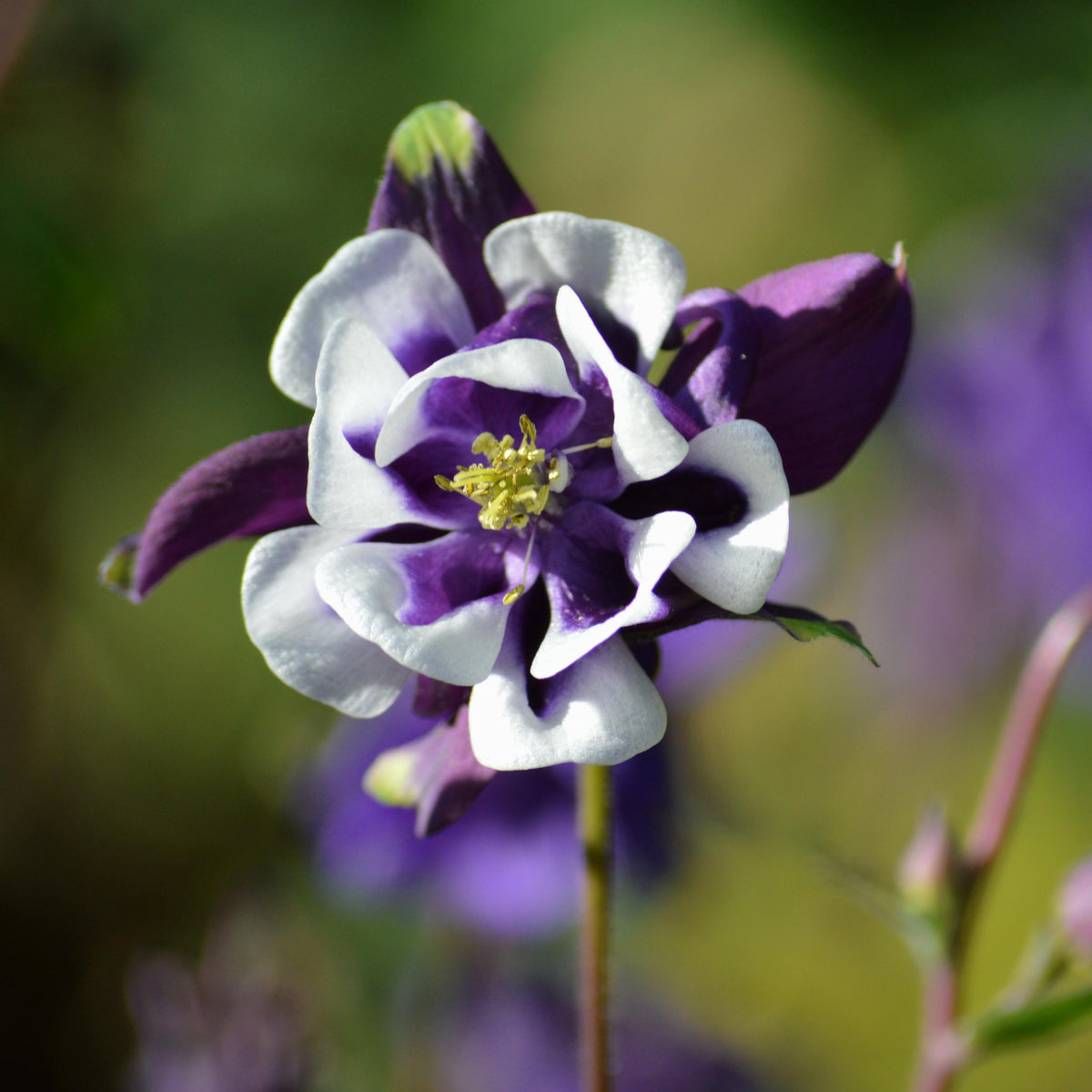 William Guiness Columbine seeds