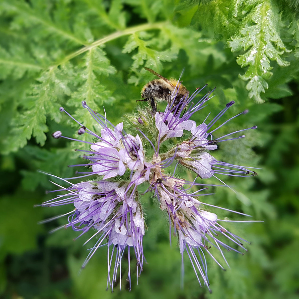 Phacelia tanacetifolia seeds
