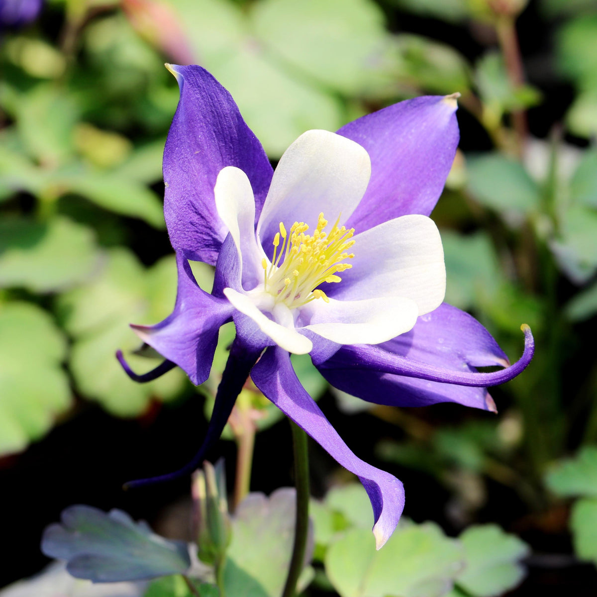Alpine Blue Columbine seeds